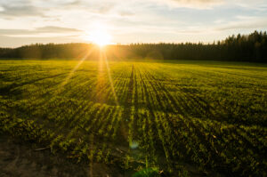 The sun setting behind line of trees, over a crop field.